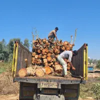 چوب،اره، ویلا باغ|خدمات باغبانی و درختکاری|دزفول, |دیوار