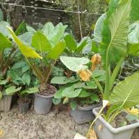 بابا آدم نشایی و پاجوش|گل و گیاه طبیعی|آستانه اشرفیه, |دیوار