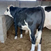 دو راس گوساله سیمینتال|حیوانات مزرعه|کازرون, |دیوار