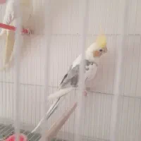 عروس هلندی لوتینو|پرنده|تهران, شهرک رضویه|دیوار