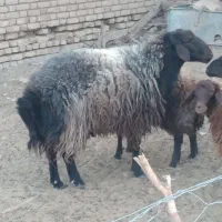 فروش قوچ|حیوانات مزرعه|شال, |دیوار