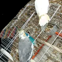 عروس هلندی|پرنده|هندیجان, |دیوار