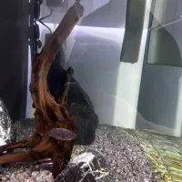 آکواریوم|ماهی|فردیس, فرامرزیه|دیوار