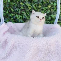 توله گربه اسکاتیش بیریتیش سیلور