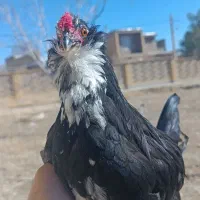 خروس گلین|حیوانات مزرعه|شیراز, گویم|دیوار