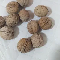 بزر گردو