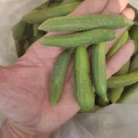 خیار ( خیارشور)محلی