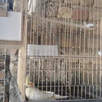 عروس هلندی لوتینو