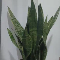 گل سانسوریا