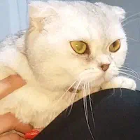 گربه اسکاتیش چشم طلایی