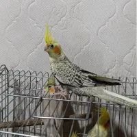 عروس هلندی|پرنده|آبیک, |دیوار