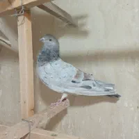 کبوتر طوقی وسرور|پرنده|باغستان, |دیوار