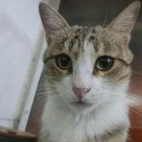 گربه گم شده در محدوده خیابان فرودگاه|حیوانات|زنجان, |دیوار