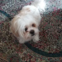 فروش دوعدد سگ|سگ|کرمان, |دیوار