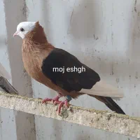 کبوتر گمشده مژدگانی میدم کبوتر لاری سهره و معاوضه