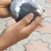 پلاکی ماده مست|پرنده|بندرعباس, |دیوار