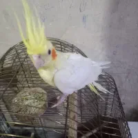 عروس هلندی|پرنده|اهر, |دیوار