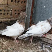 کبوتر کله و دوم سفید