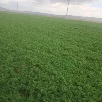 کارگر کشاورزی
