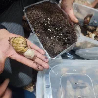 درآمد عالی خونگی با پرورش حلزون آلبینو و خاویار