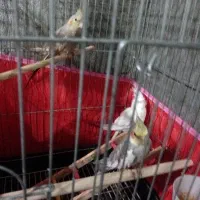 فروش فوری معامله با فنج