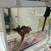 فروش اکواریوم|ماهی|بانه, |دیوار