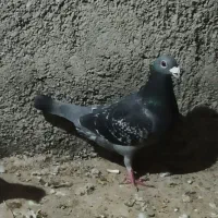 کبوتر مسافتی نر
