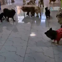 نیروی خدماتی در مهد و پانسیون سگهای نژاد کوچک|استخدام سرایداری و نظافت|تبریز, |دیوار