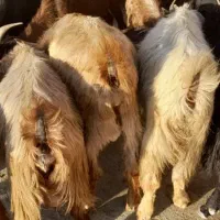 ده راس بز زاییده یک راس پازن      لنده