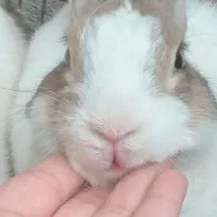 خرگوش نر