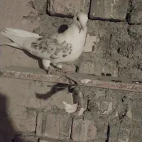 دو عدد کبوتر