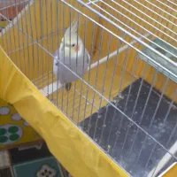 عروس هلندی نر|پرنده|ماسال, |دیوار