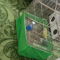 فروش طوطی برزیلی کوتوله