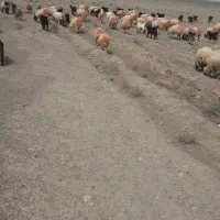 بره پرواری