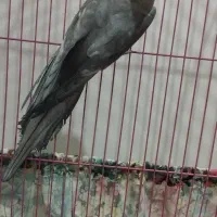 یه جفت عروس هلندی نر سخنگو