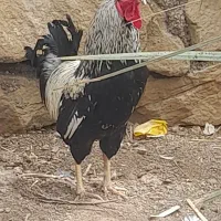 4 عدد خروس محلی