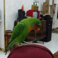 یک جفت کوتوله برزیلی|پرنده|شیراز, شهرک ولیعصر|دیوار