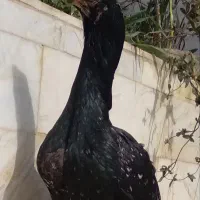 مرغ لاری اصیل|حیوانات مزرعه|خواف, |دیوار