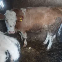 گاو|حیوانات مزرعه|صائین قلعه, |دیوار