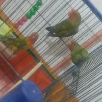 کوتوله برزیلی|پرنده|قم, شهرک امام حسین|دیوار