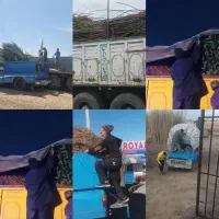 نهال هلو شلیل گوجه سبز توت انگور