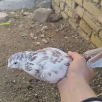 یک جفت کبوتر