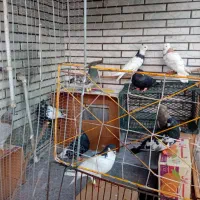 کمپلوشمالی