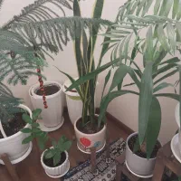 گل خانگی طبیعی|گل و گیاه طبیعی|فردیس, منظریه|دیوار