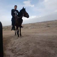 اسب نریون|اسب و تجهیزات اسب‌سواری|مشهد, شهرک شهید باهنر|دیوار