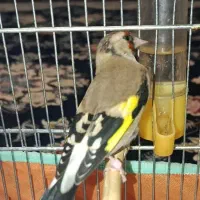 سهره ماده کارداده|پرنده|شهرضا, |دیوار