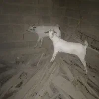 چکل و گیسه سومال جفت دوقلو