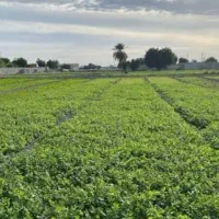 سبزی آب‌پز امسالی خوزستان