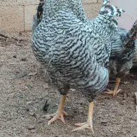 خروس پلیموت اموک