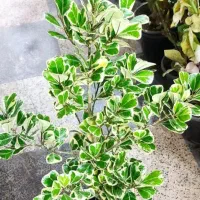 گل فیلندر برگ بزرگ|گل و گیاه طبیعی|بروجرد, |دیوار